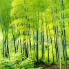 知识问答:竹子为什么是世界上长得最快的植物呢