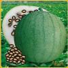 一般我们吃的零食西瓜子是夏天常吃的西瓜里的籽吗 5月30日小鸡宝宝正确答案解析