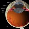 7月13日蚂蚁庄园今日答题 经常转动眼球可以恢复视力治疗近视吗