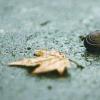 雨后有时会看到不少蜗牛爬到水泥墙上是在做什么 分享蚂蚁庄园8月22日答案